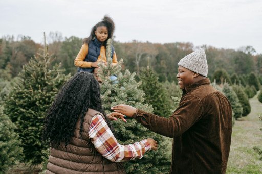 The Ultimate Guide to Choosing Your Perfect Christmas Tree